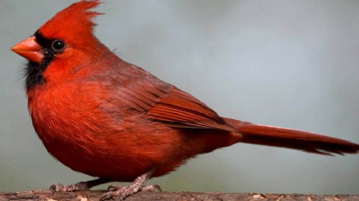 Two studies find one gene for red beaks and feathers